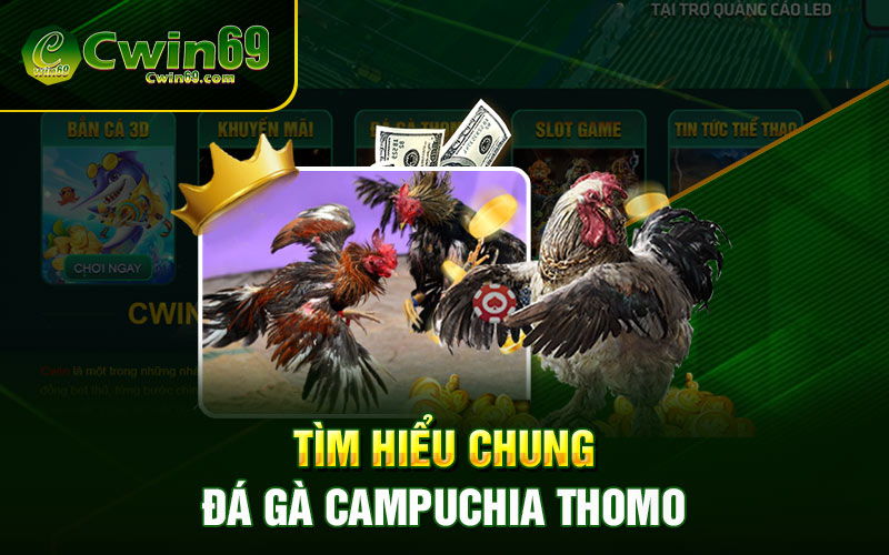 Tìm hiểu chung Đá gà Campuchia thomo